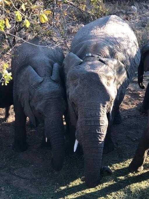 Boabab Lodge Mabula Game Reserve Kültér fotó