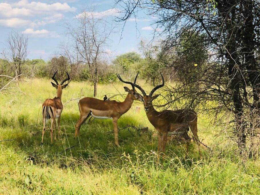 Boabab Lodge Mabula Game Reserve Kültér fotó