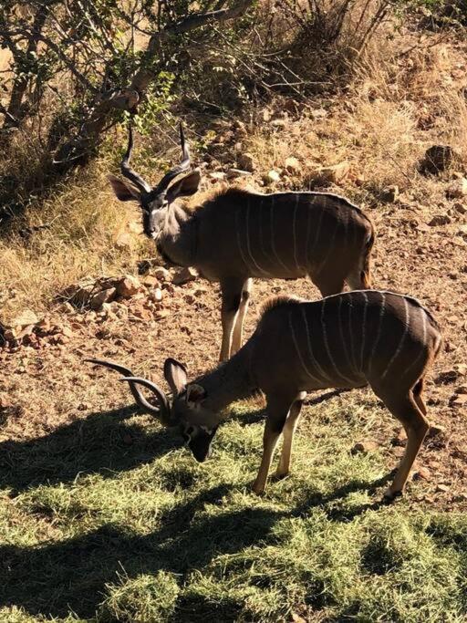 Boabab Lodge Mabula Game Reserve Kültér fotó