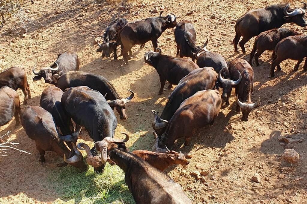 Boabab Lodge Mabula Game Reserve Kültér fotó